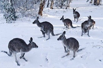 ¿NIEVE RADIOACTIVA? AVISTAN CONEJOS GIGANTES EN TIERRA DEL FUEGO.