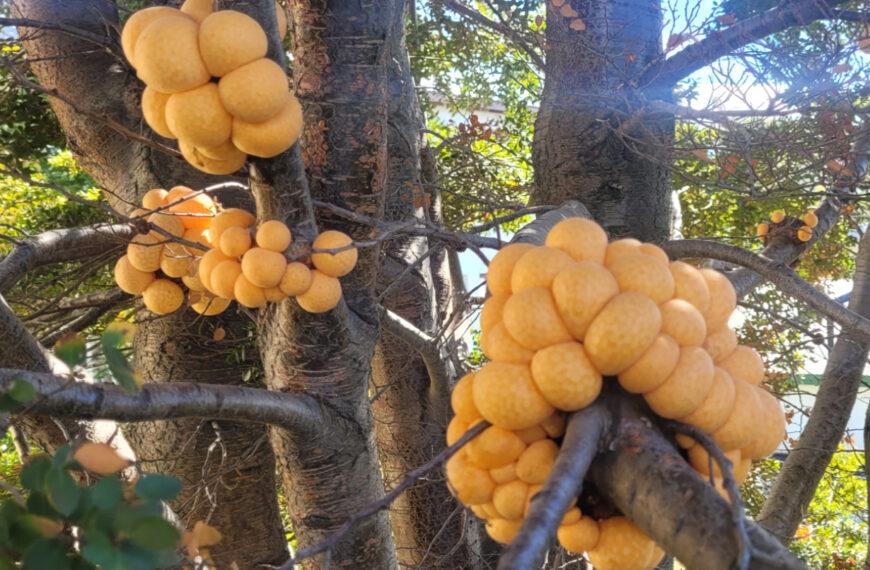 EL KILO DE PAN DE INDIO YA ESTÁ $2.000