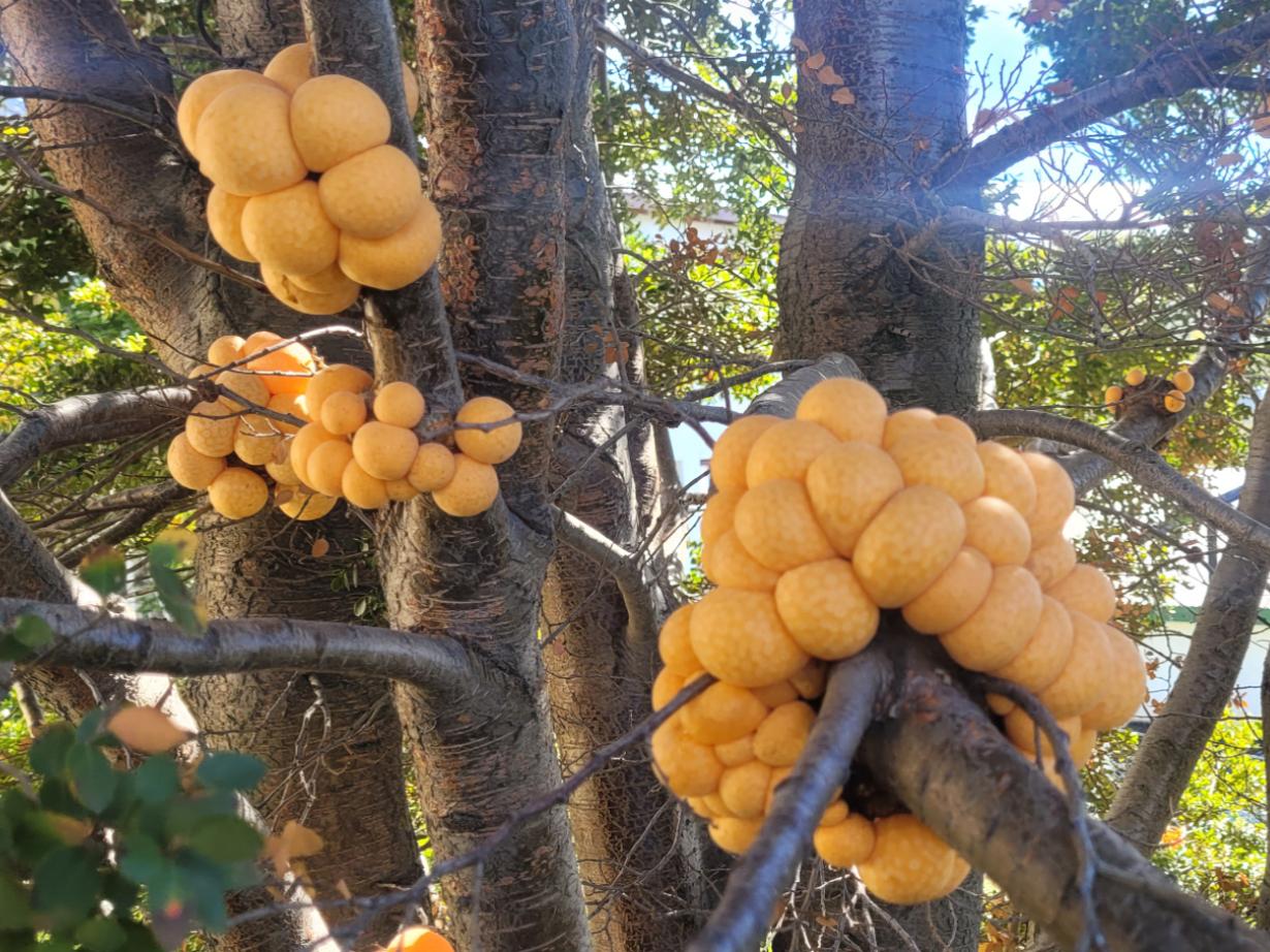 EL KILO DE PAN DE INDIO YA ESTÁ $2.000