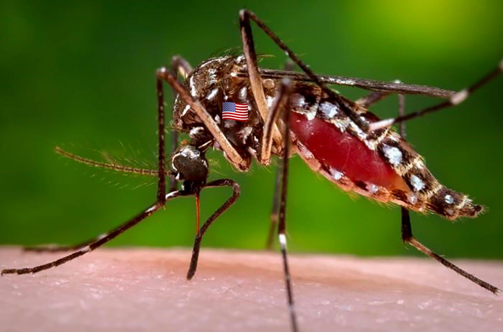 TDF INTRODUCE MÁS PLAGAS: MOSQUITO DE DENGUE Y BASE YANQUI